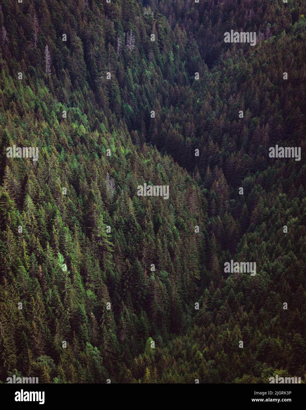 An aerial view of a green lush forest with trees in a rural area in ...