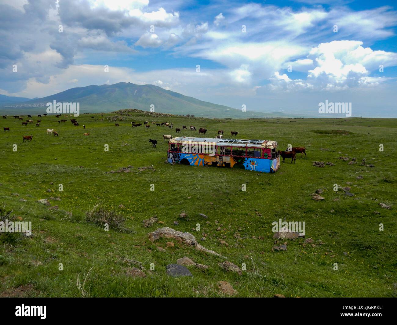 An abandoned bus with graffiti paintings in the field with cows and mountains in the background in Armenia Stock Photo
