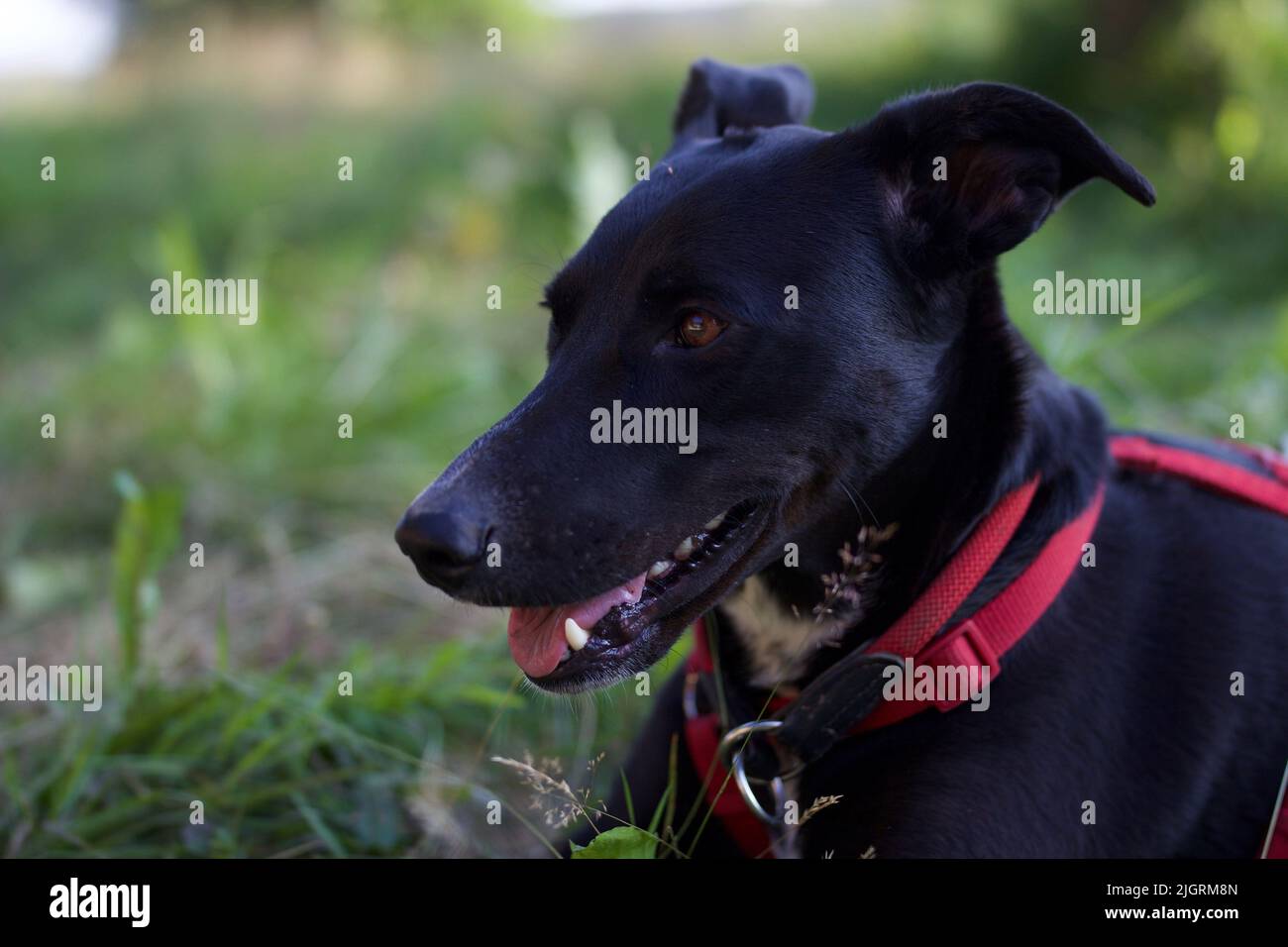 A closeup of a black lurcher dog with a red harness sitting on the grass Stock Photo Alamy