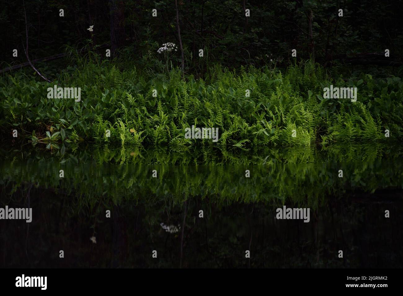 View of the forest lake in summer after sunset. The lake is surrounded by a bright green fern, which is reflected in the howl creating an abstract pat Stock Photo