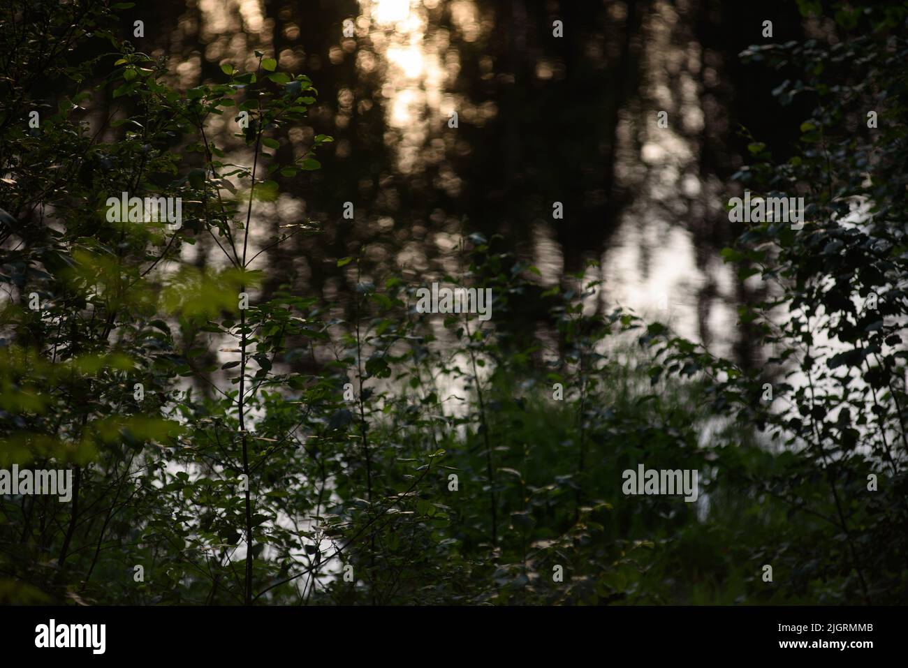 Summer forest. Tree trunks surrounded by green leaves. Stock Photo