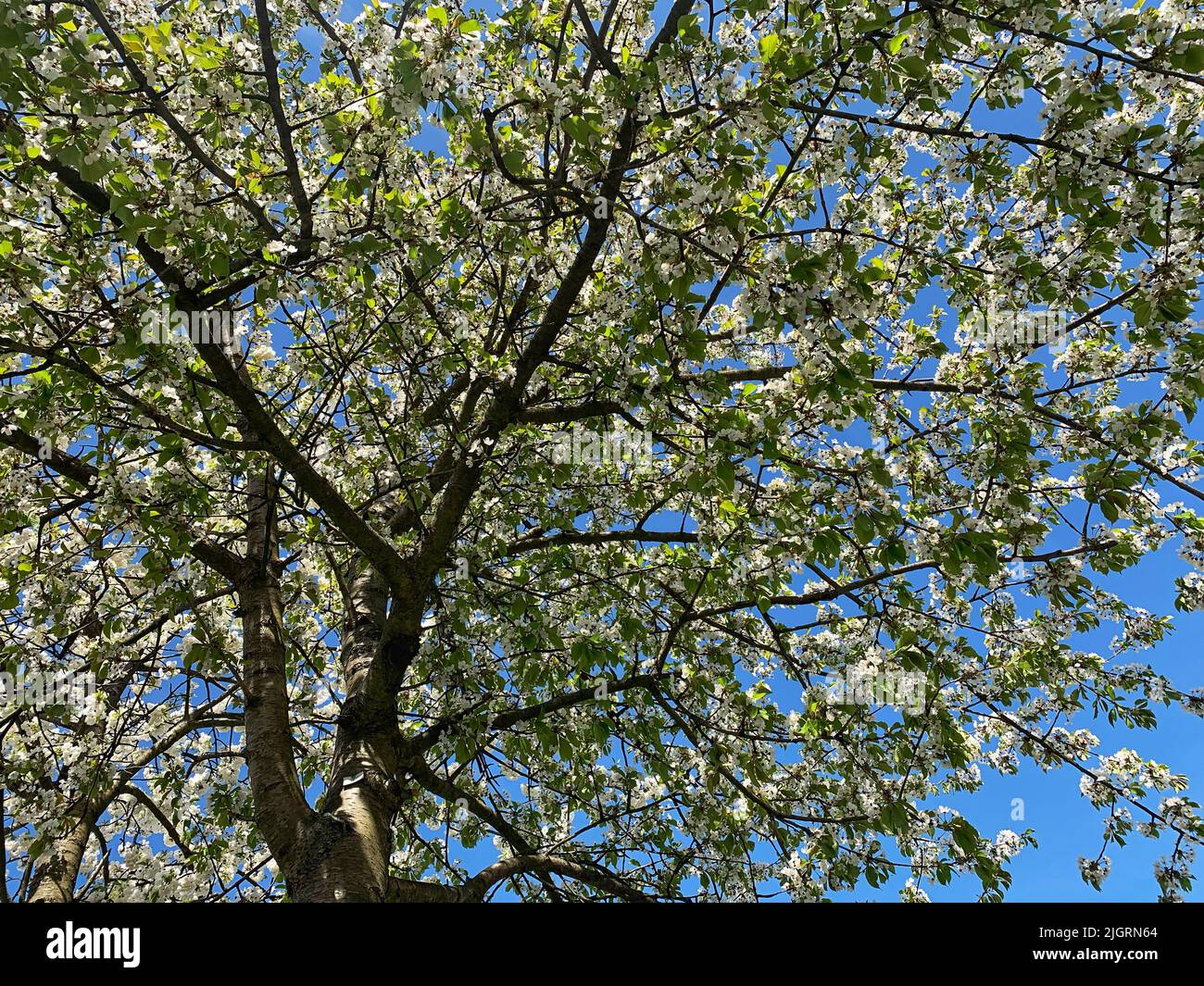 A low angle shot of wild cherry tree branches with white flowers ...