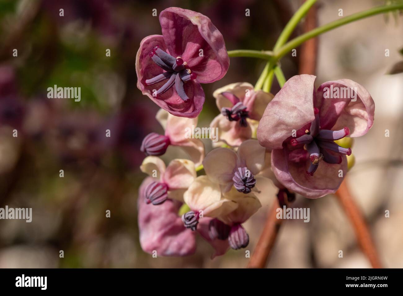 Close up of flowers on a chocolate vine (akebia quinata) plant Stock ...