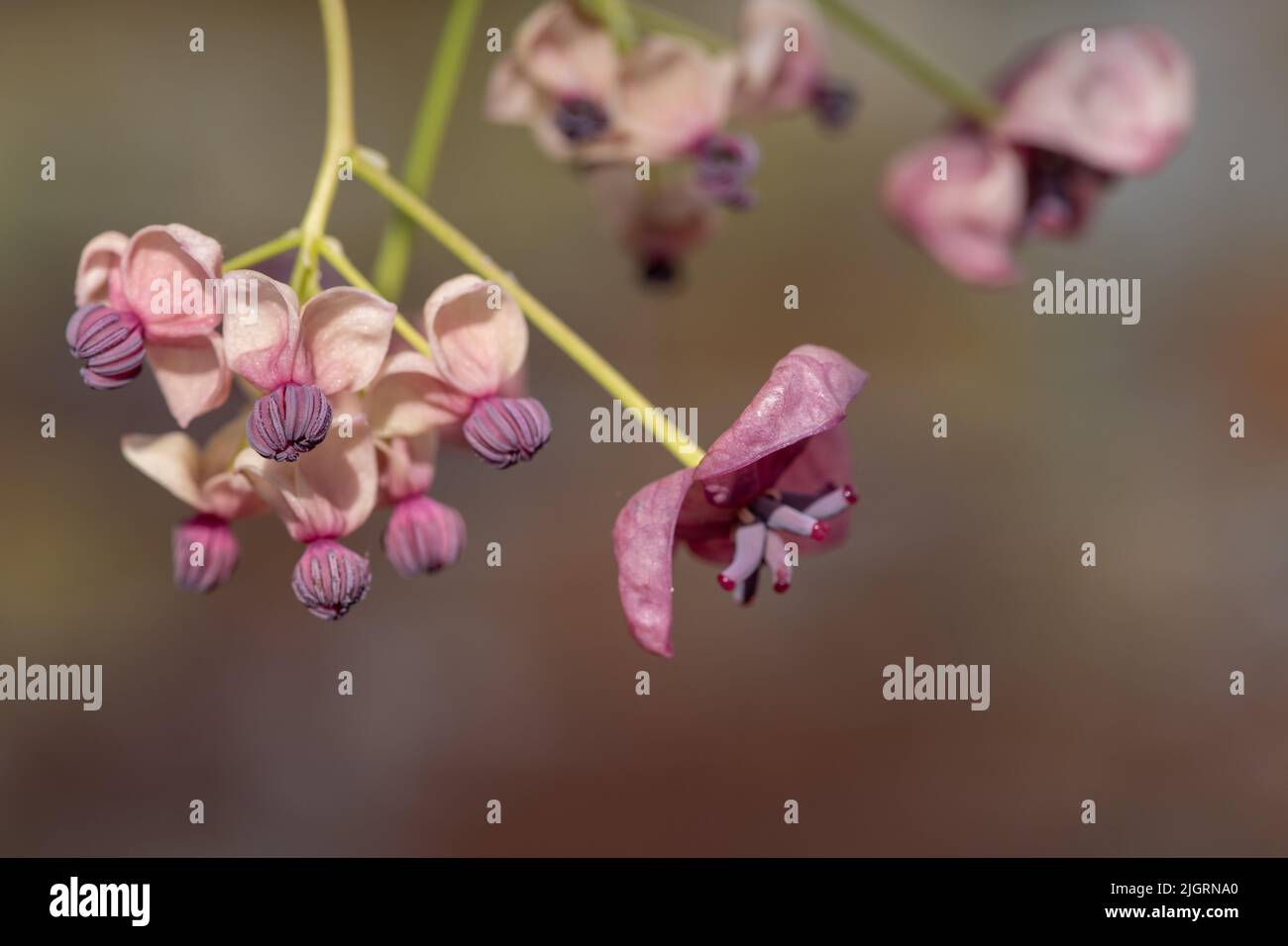 Close up of flowers on a chocolate vine (akebia quinata) plant Stock ...