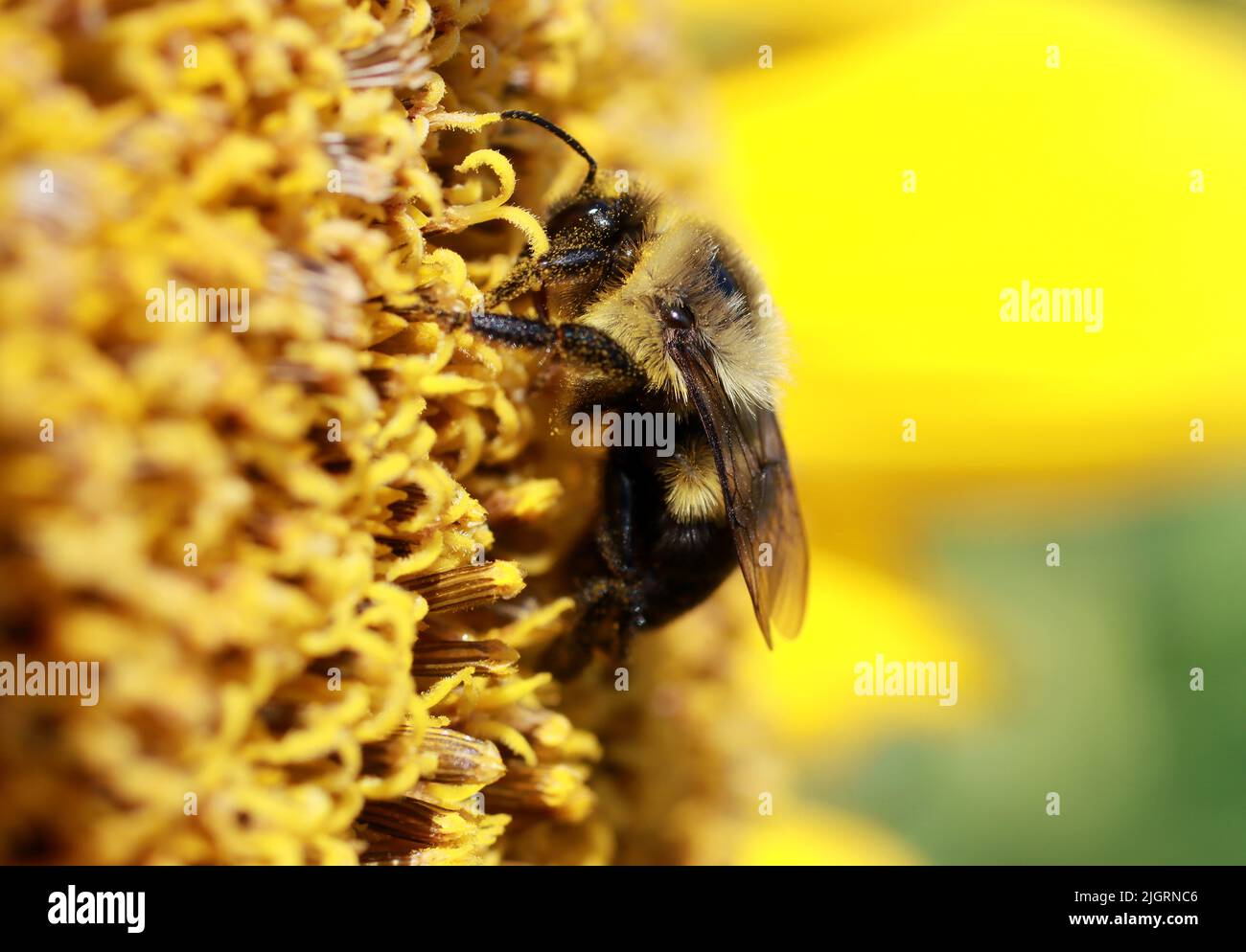 Raleigh, North Carolina, USA. 12th July, 2022. A bumble bee covered in