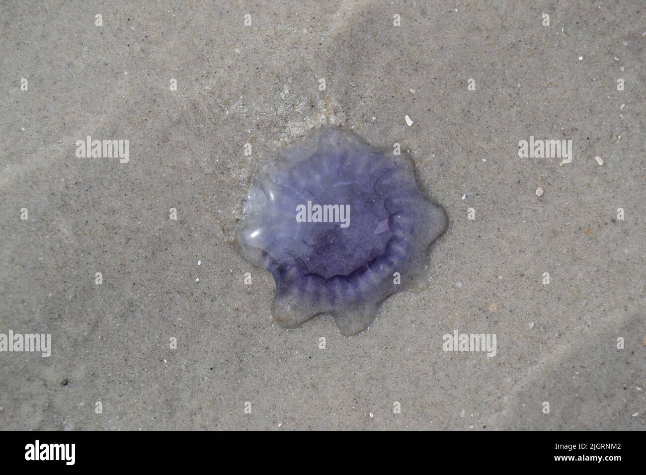 Blue jellyfish on the beach of St. Peter-Ording Stock Photo