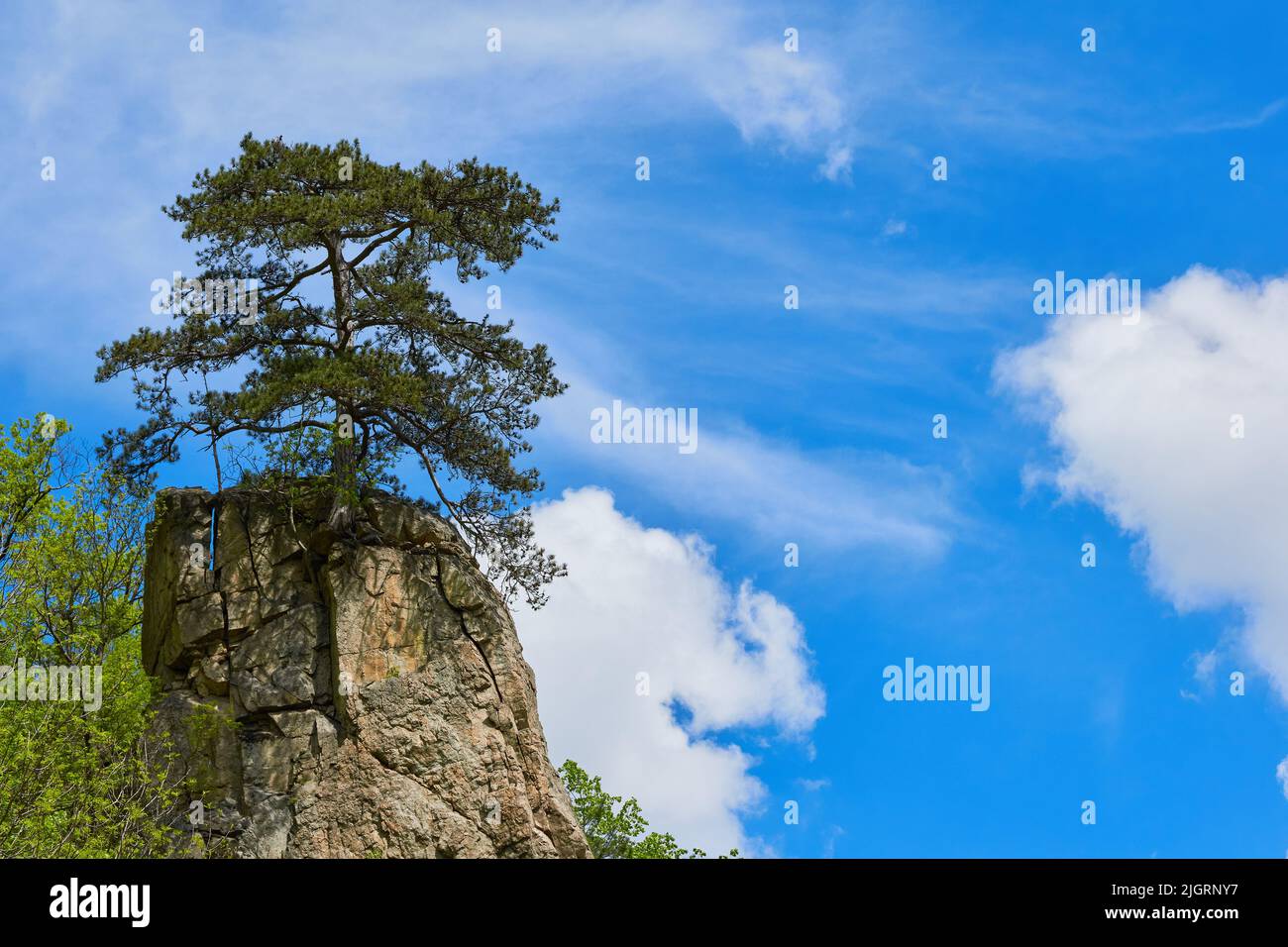 Fir tree growing on top of a rock like a bonsai with blue sky and clouds summer Stock Photo