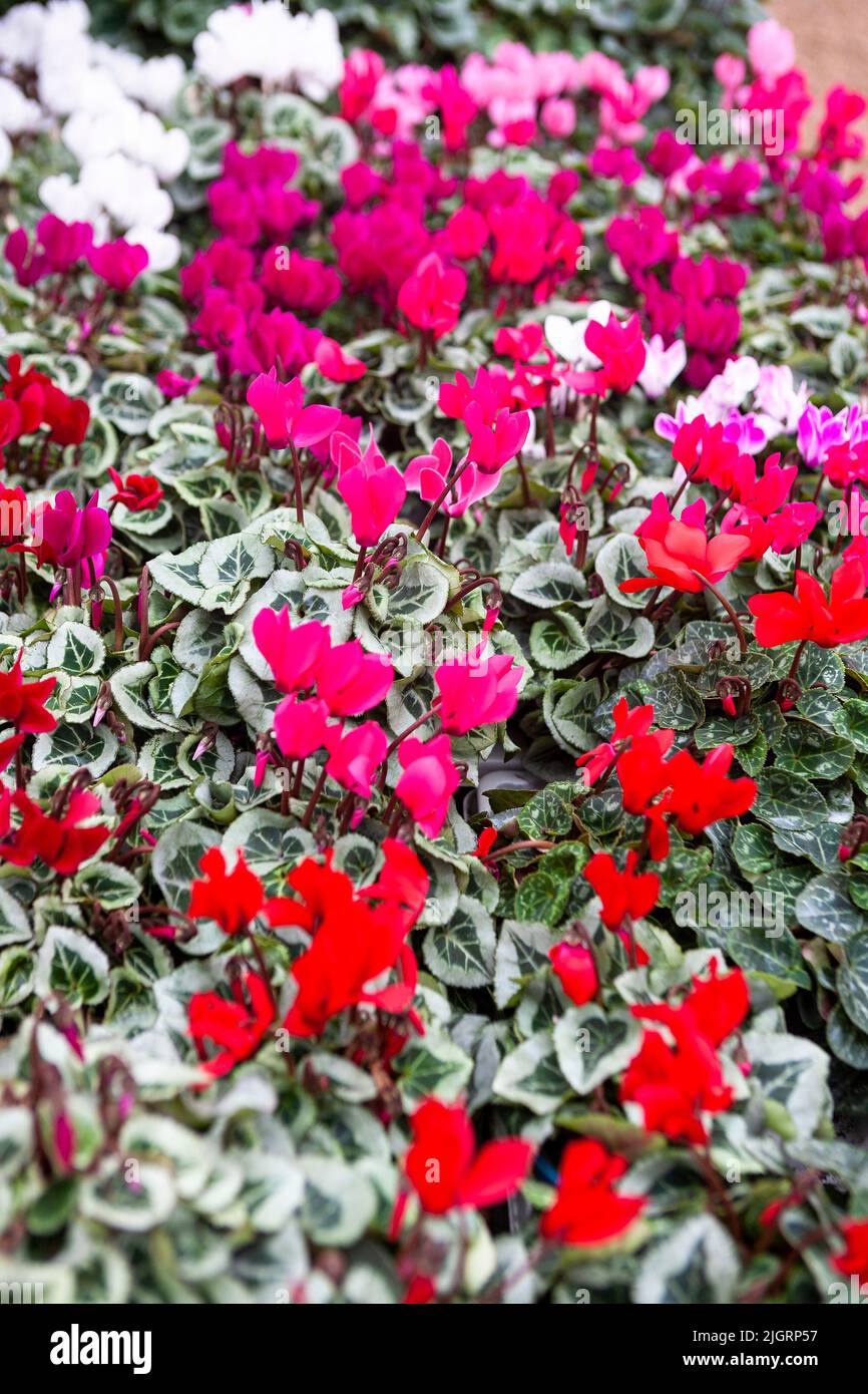 Pink, red and white Cyclamen for sale in the Plant Centre in Nymans Gardens, West Sussex, UK Stock Photo