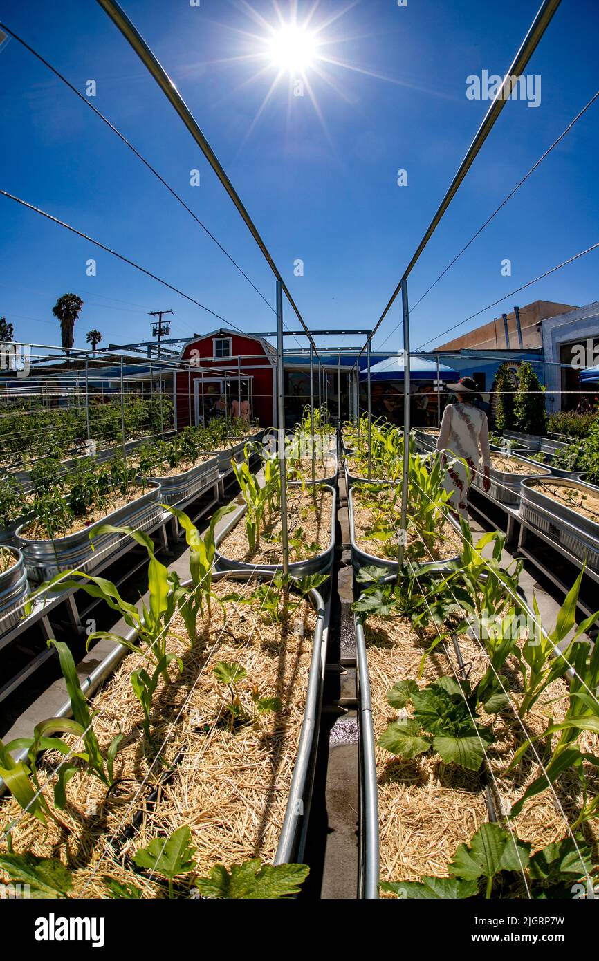 Plants are grown in a hydroponic farm in Santa Ana, CA. Hydroponics is