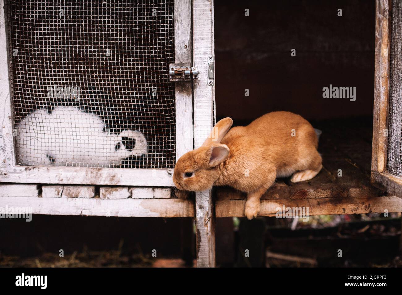 Two rabbits sitting in cages Stock Photo Alamy
