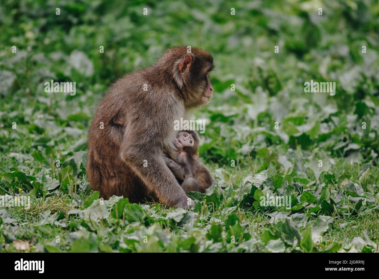 Japanese macaque with baby posing on the lawn at sunny day Stock Photo ...