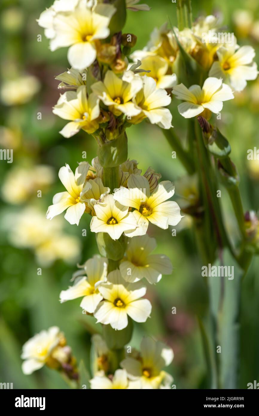 Close up of satin flowers (sisyrinchium striatum) in bloom Stock Photo