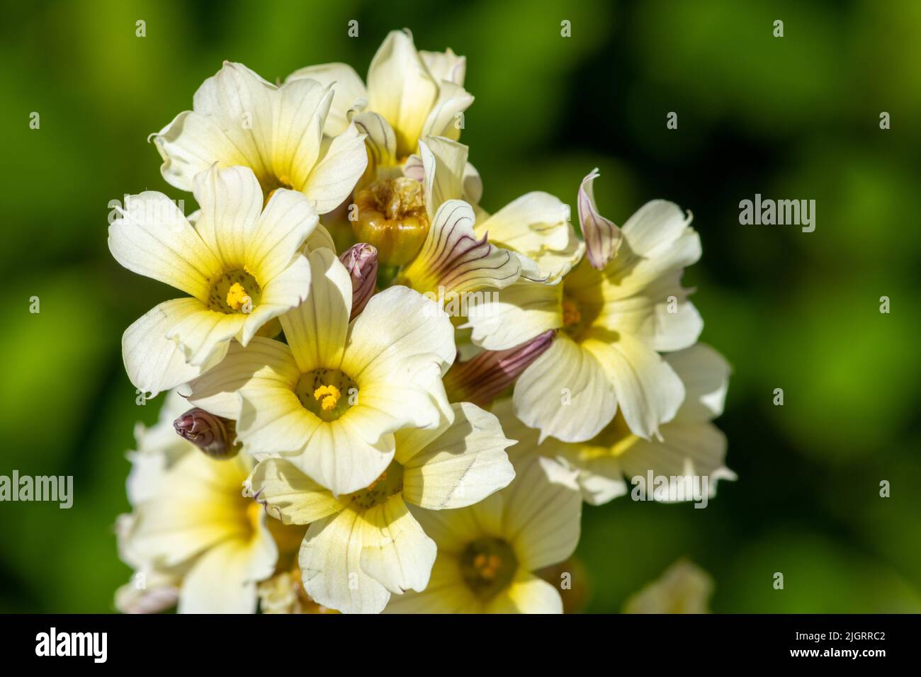 Close up of satin flowers (sisyrinchium striatum) in bloom Stock Photo