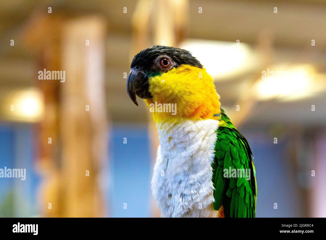 Black-headed parrot (Pionites melanocephalus), Carmen Parrot House (Papugarnia Carmen), Warsaw, Poland Stock Photo