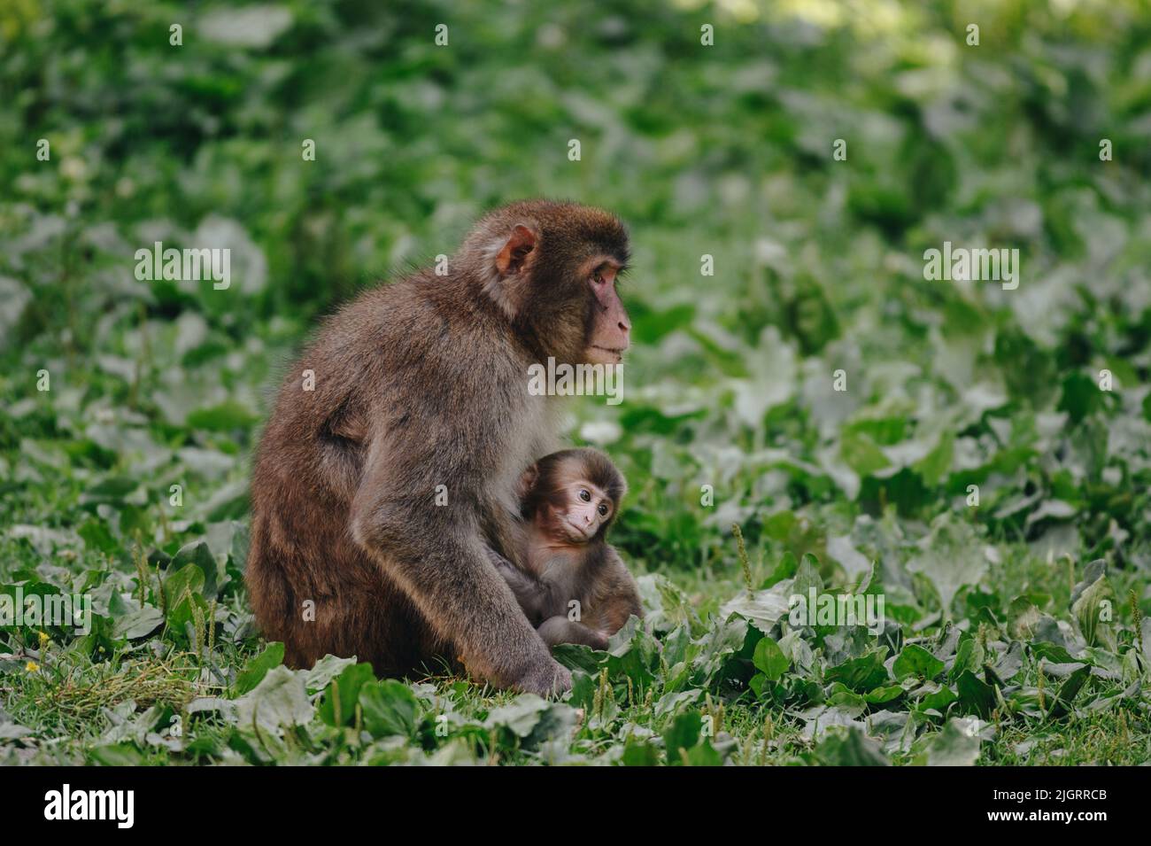 Japanese macaque with baby posing on the lawn at sunny day Stock Photo