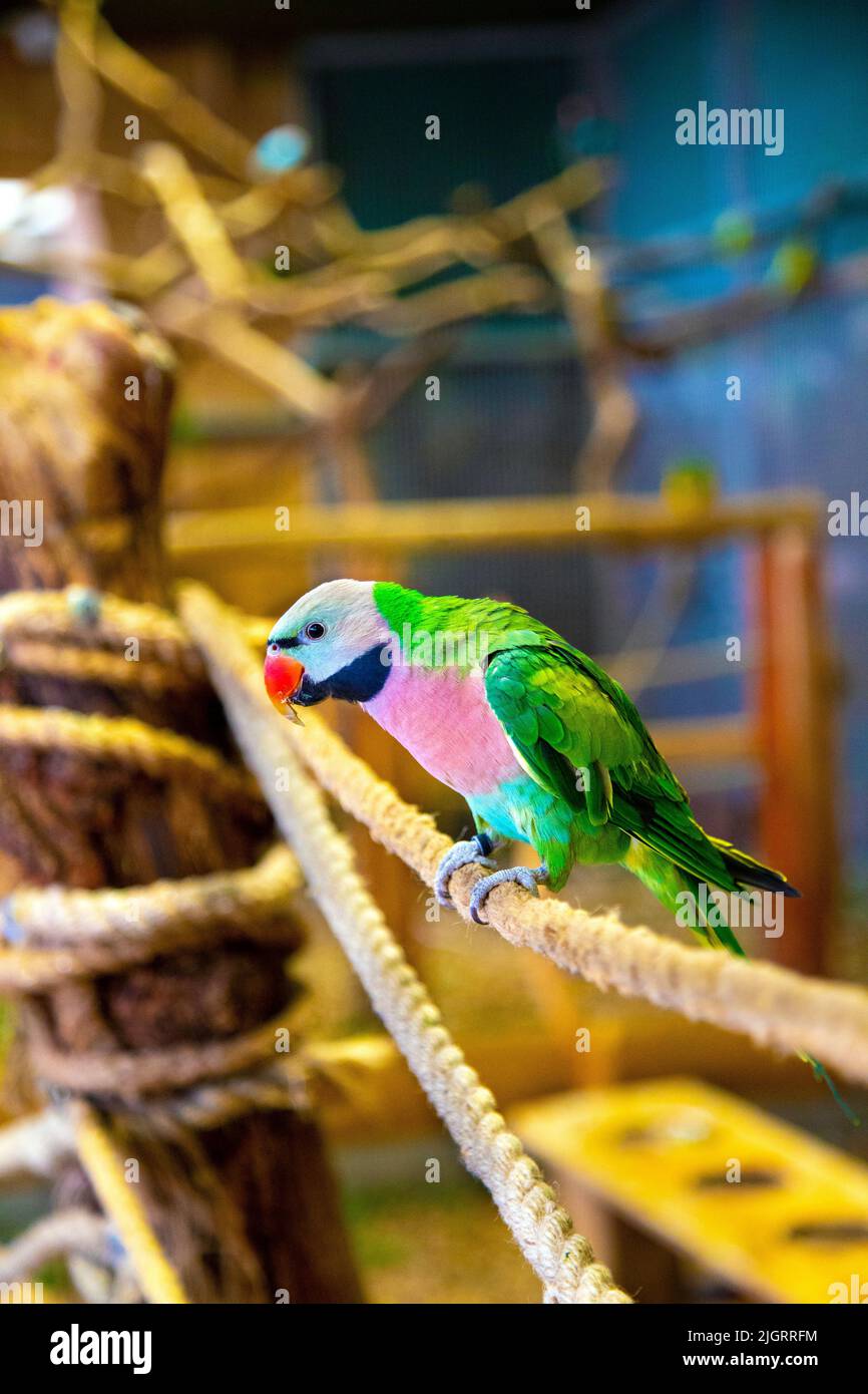 Red-breasted Parakeet (Psittacula alexandri)), Carmen Parrot House (Papugarnia Carmen), Warsaw, Poland Stock Photo