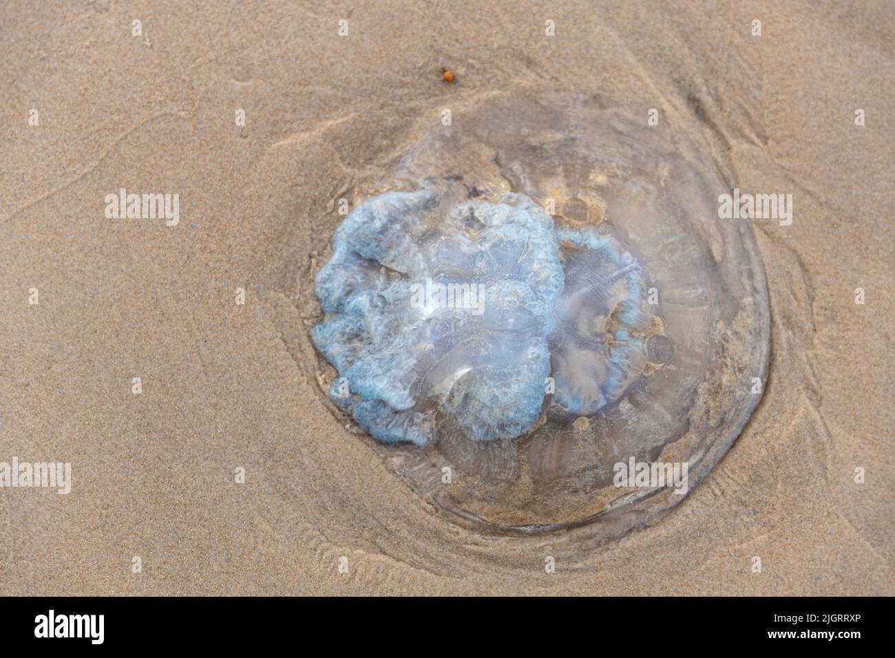 Dead jellyfish washed up on the beach. Rhopilema nomadica jellyfish at the Mediterranean seacoast. Vermicular filaments with venomous stinging cells c Stock Photo