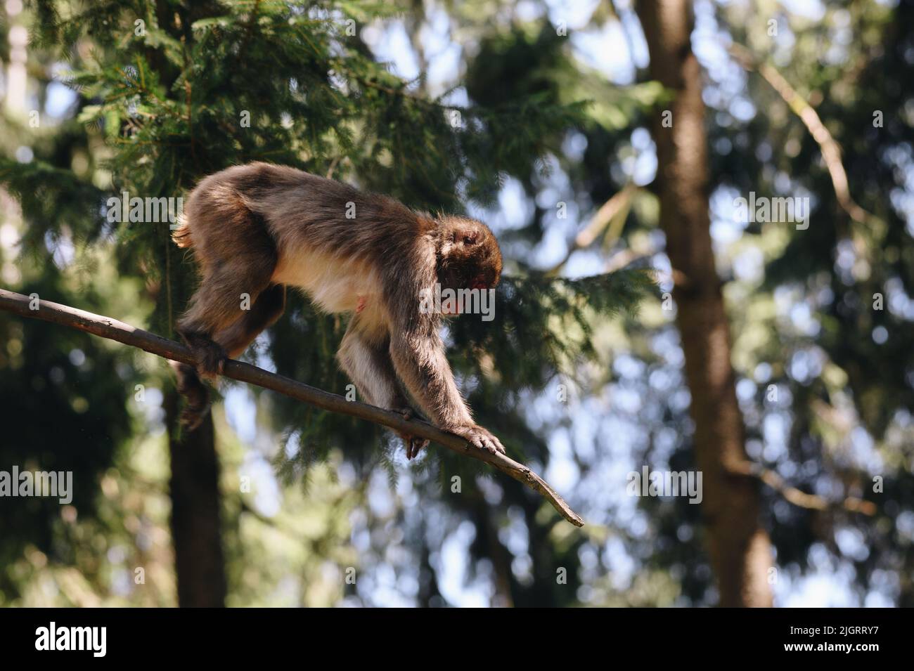 Japanese macaque posing on the brunch at sunny day Stock Photo