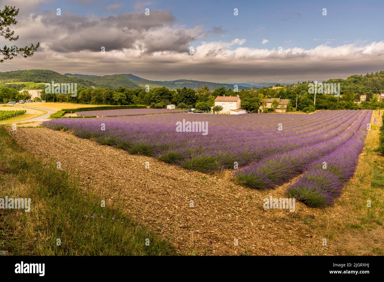 Lavender field in Mirabel-et-Blacons, France Stock Photo