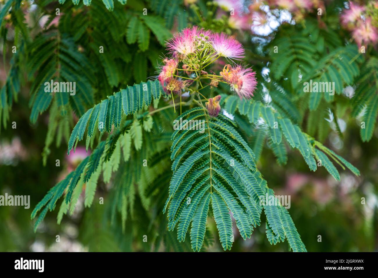 Mimosa tenuiflora hi-res stock photography and images - Alamy