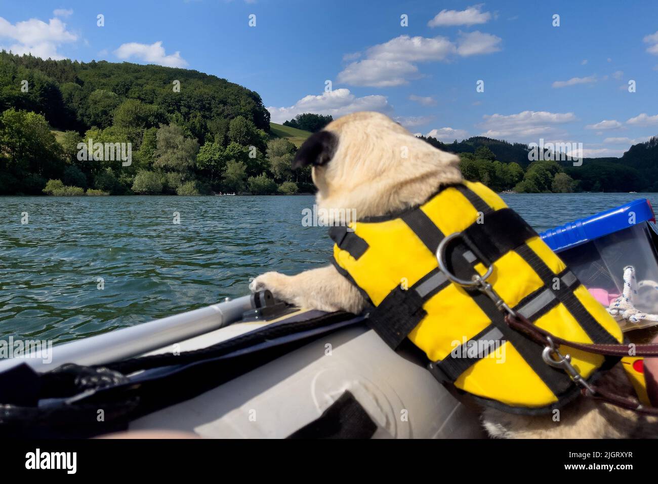 A pug dog with a yellow life jacket on an inflatable boat swimming