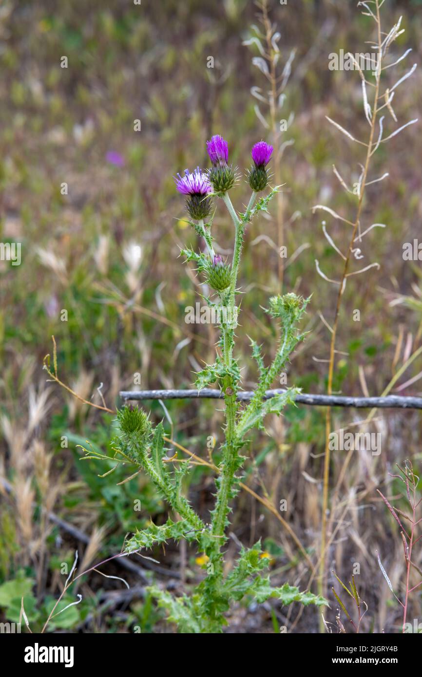 Thistle plant with flat pointed branches with fuchsia flowers in a green field Stock Photo