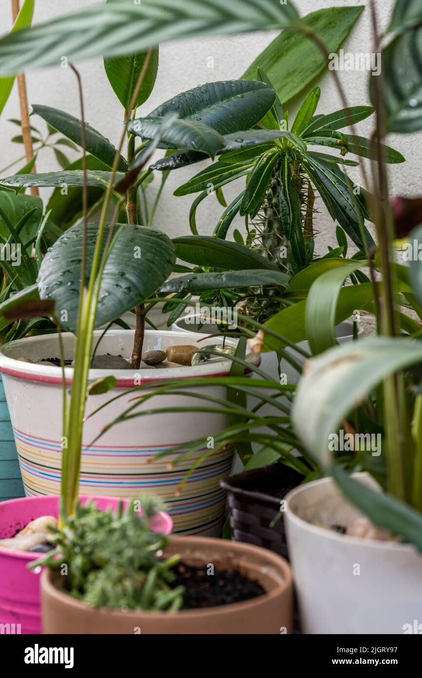 Variety of freshly watered decorative houseplants on a terrace with