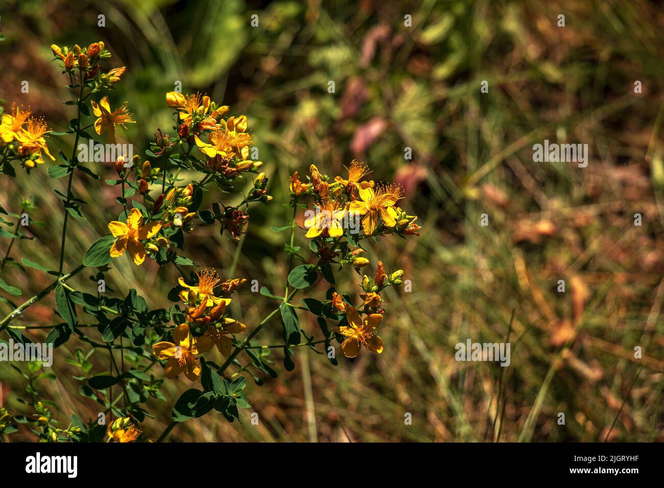 Medicinal herbs growing in a wild meadow. Yellow flowering St. John's wort in the hands of a pharmacist. Natural herbal medicine, ecology, summer seas Stock Photo