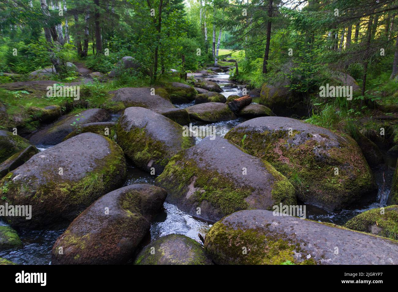Green taiga forest moss hi-res stock photography and images - Page 2 - Alamy