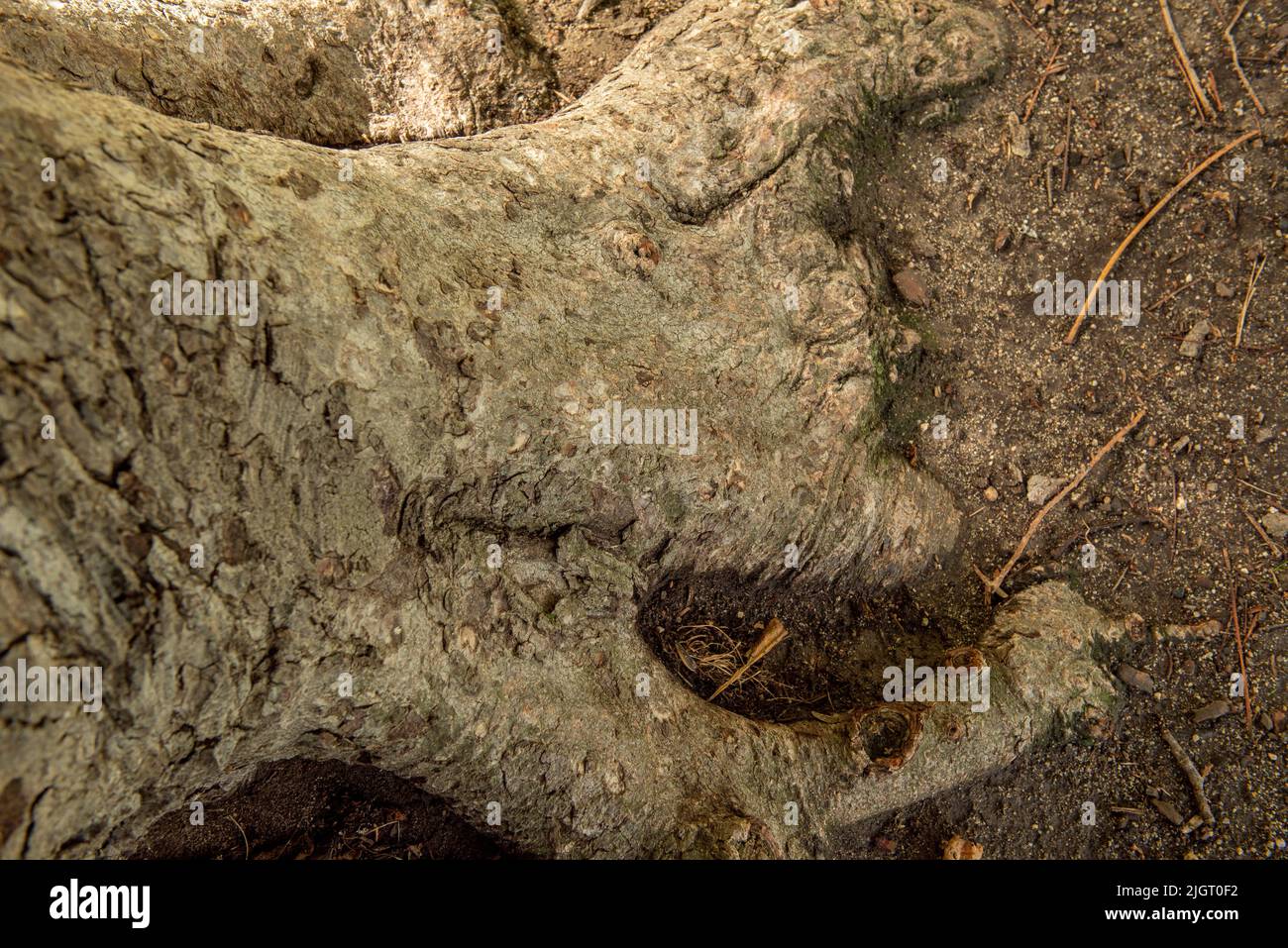 Trunk of a tree sinking its roots into the ground Stock Photo Alamy
