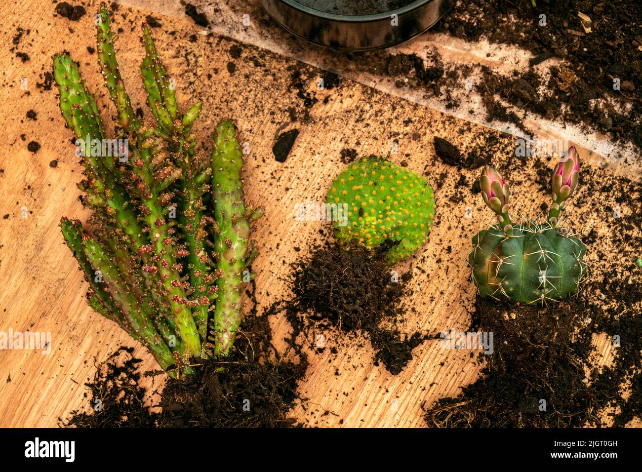 Opuntia monacantha, yellow Opuntia microdasys and other cacti with root