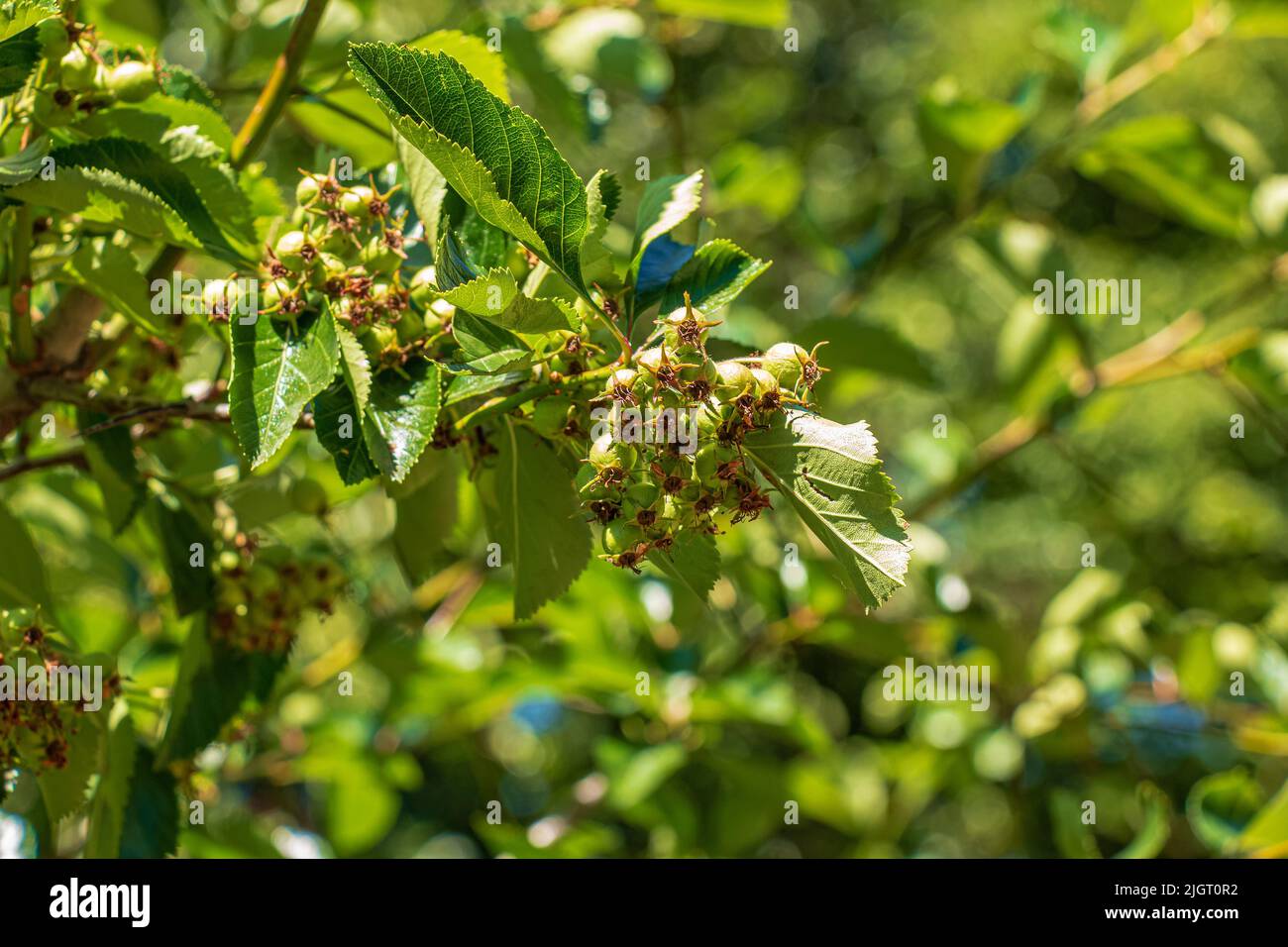 Hawthorn or Crataegus submollis, deciduous shrub or small tree in spring in the Botanical Garden of the city of Dnipro in Ukraine. Stock Photo