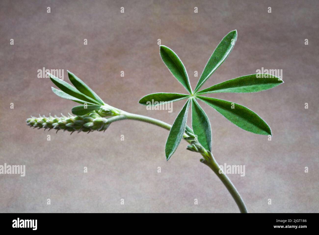 TDhe leaf of a wild lupin plant, close-up, growing on the Metolius River in central Oregon. Stock Photo