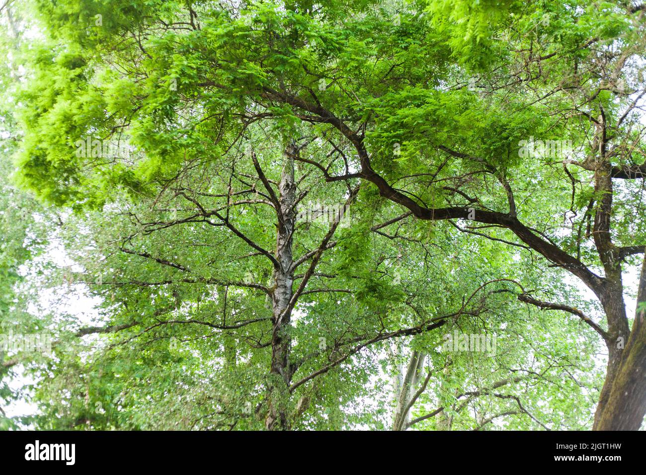 A thin willow tree and a green canopy Stock Photo