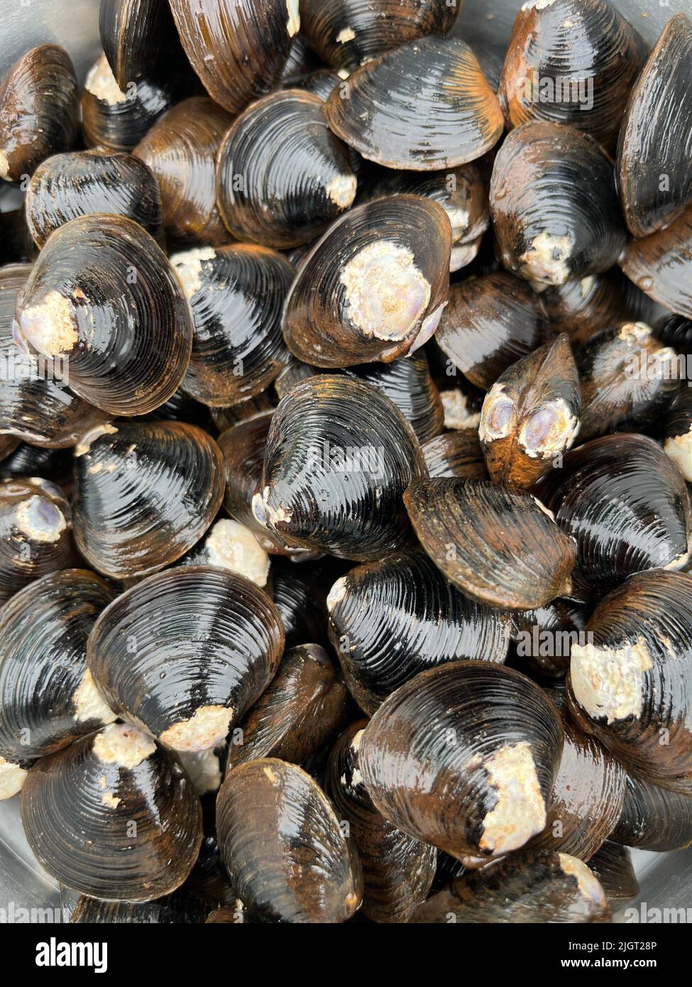 Close up of large Japanese shijimi clams Stock Photo