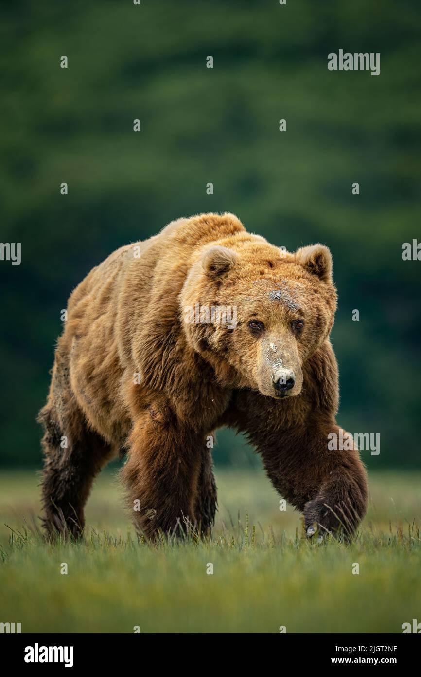 Brown Bear walking Stock Photo - Alamy