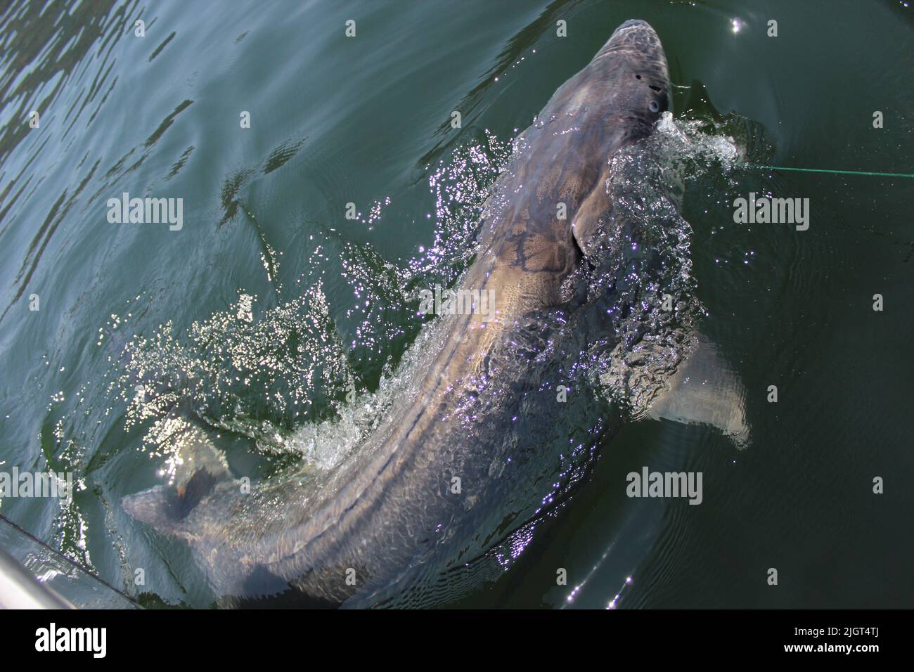 White Sturgeon In The Columbia River Stock Photo