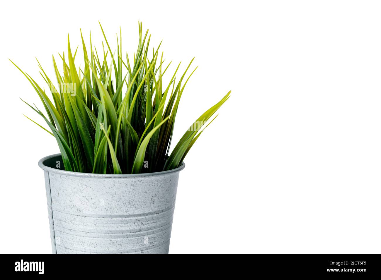 Green leaves on the plant pot isolated over white background Stock ...