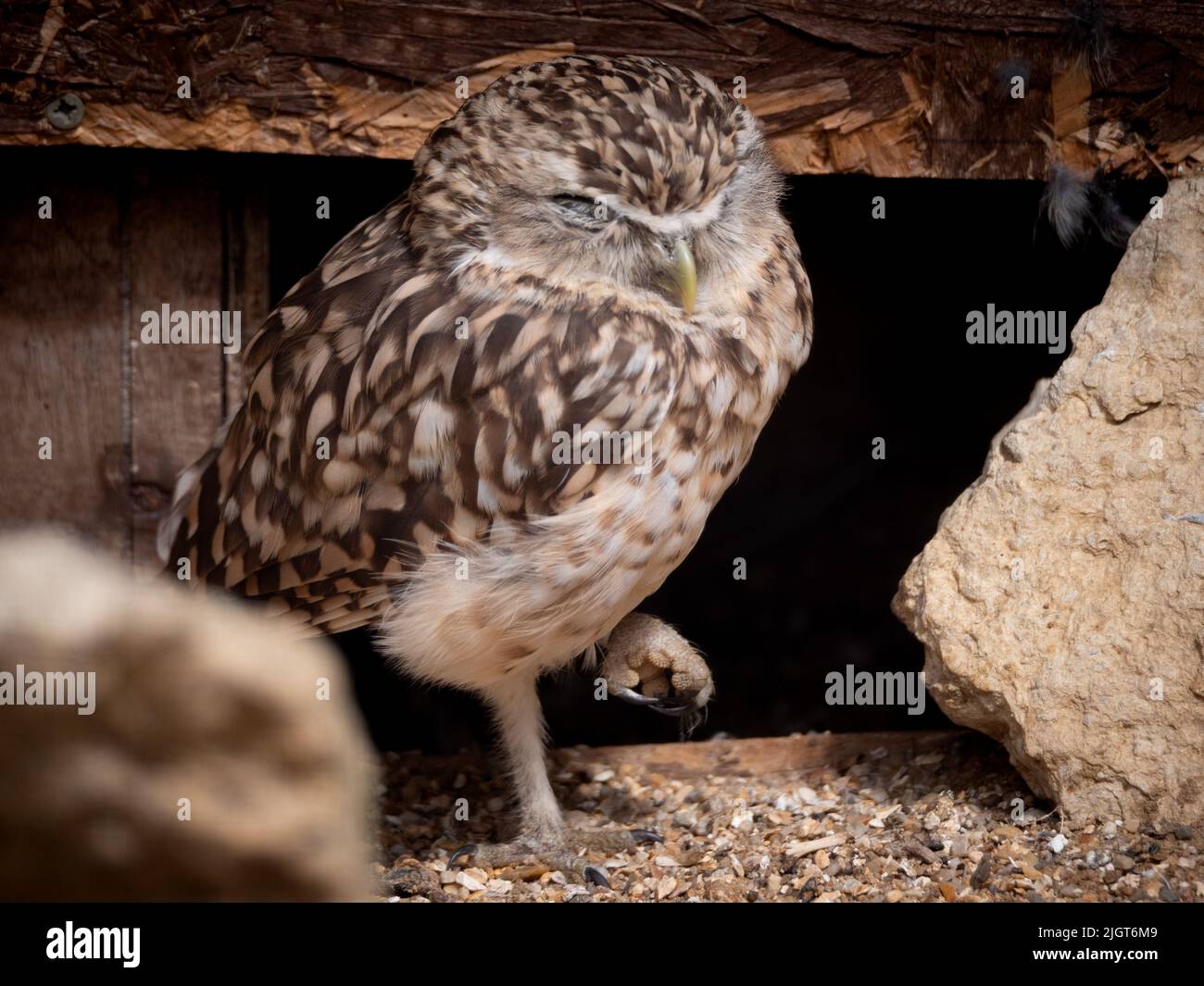 Burrowing Owl Stock Photo