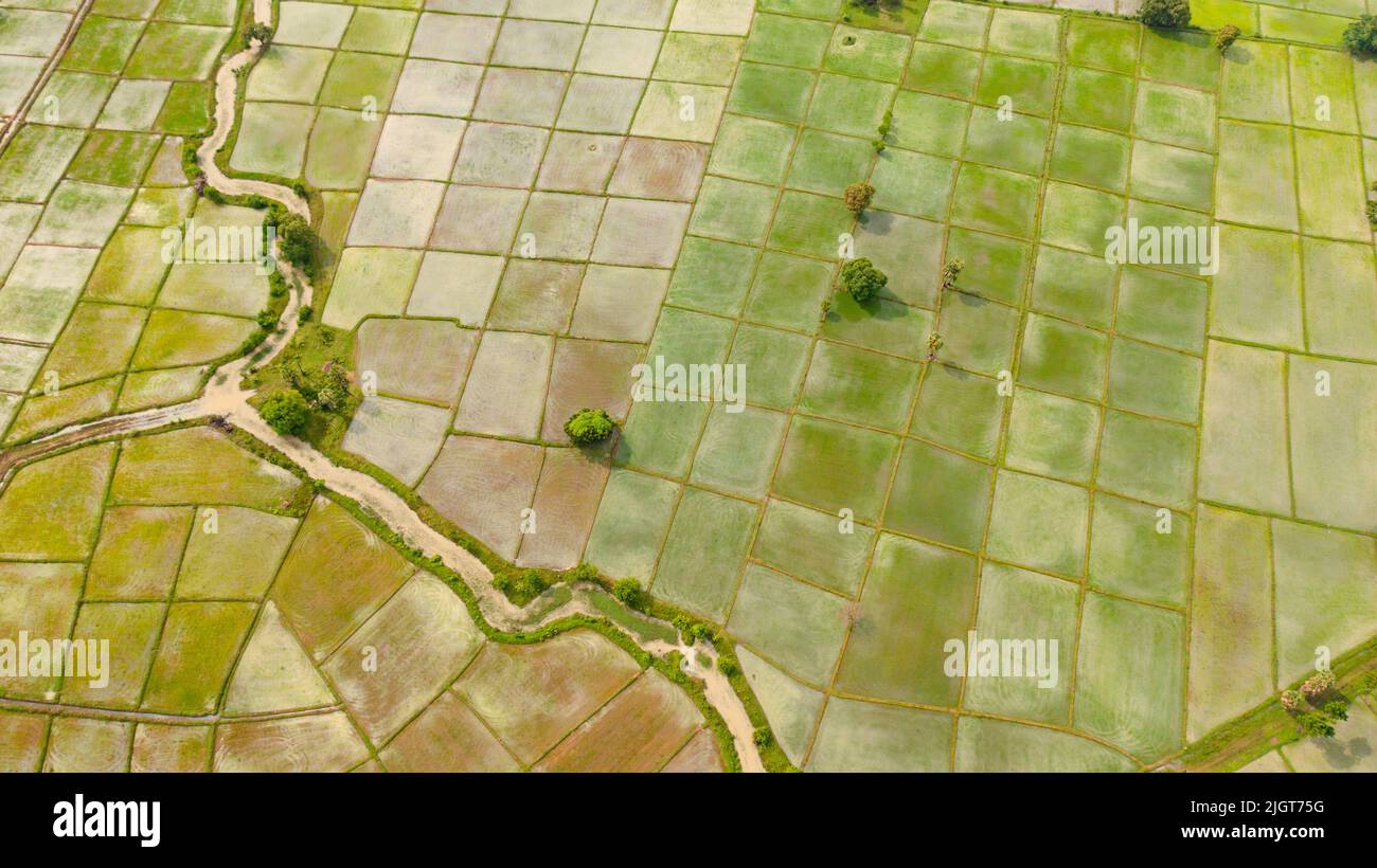 Aerial view of green rice fields in the countryside. Sri Lanka Stock ...