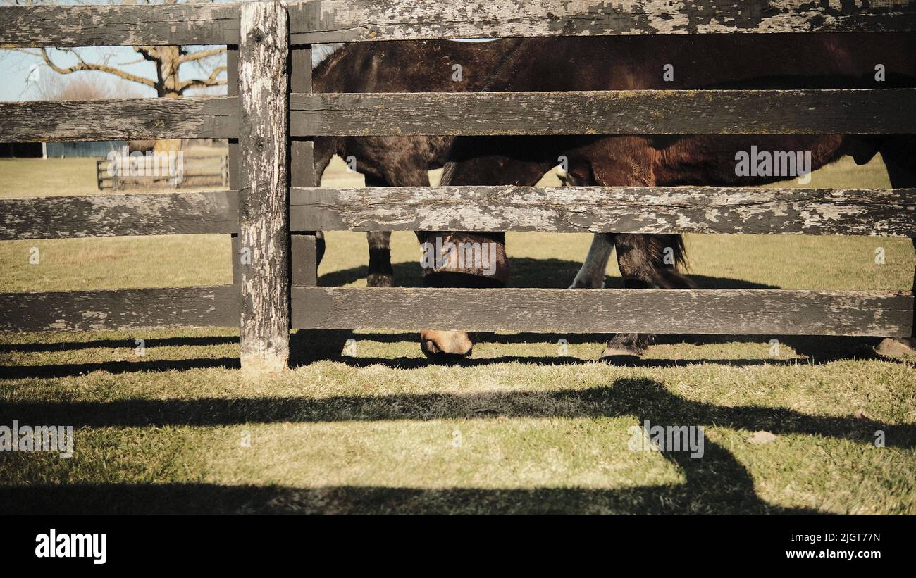 Thumbnail for Free Methods For Preventing Horse Grass Eating Outdoors
