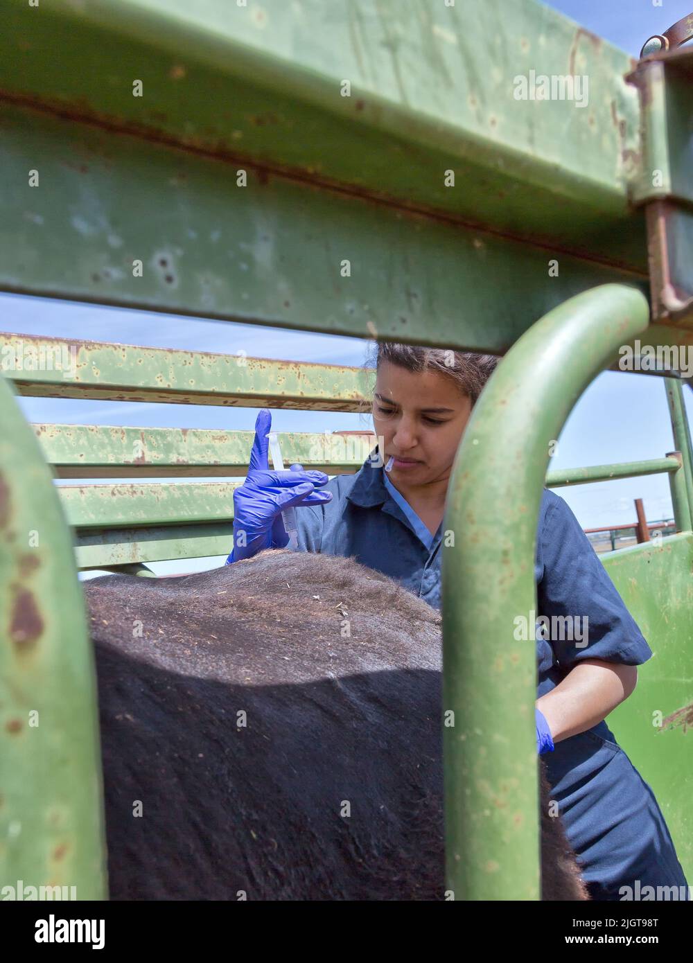 Four year veterinary student performing a caudal spinal epidural on a
