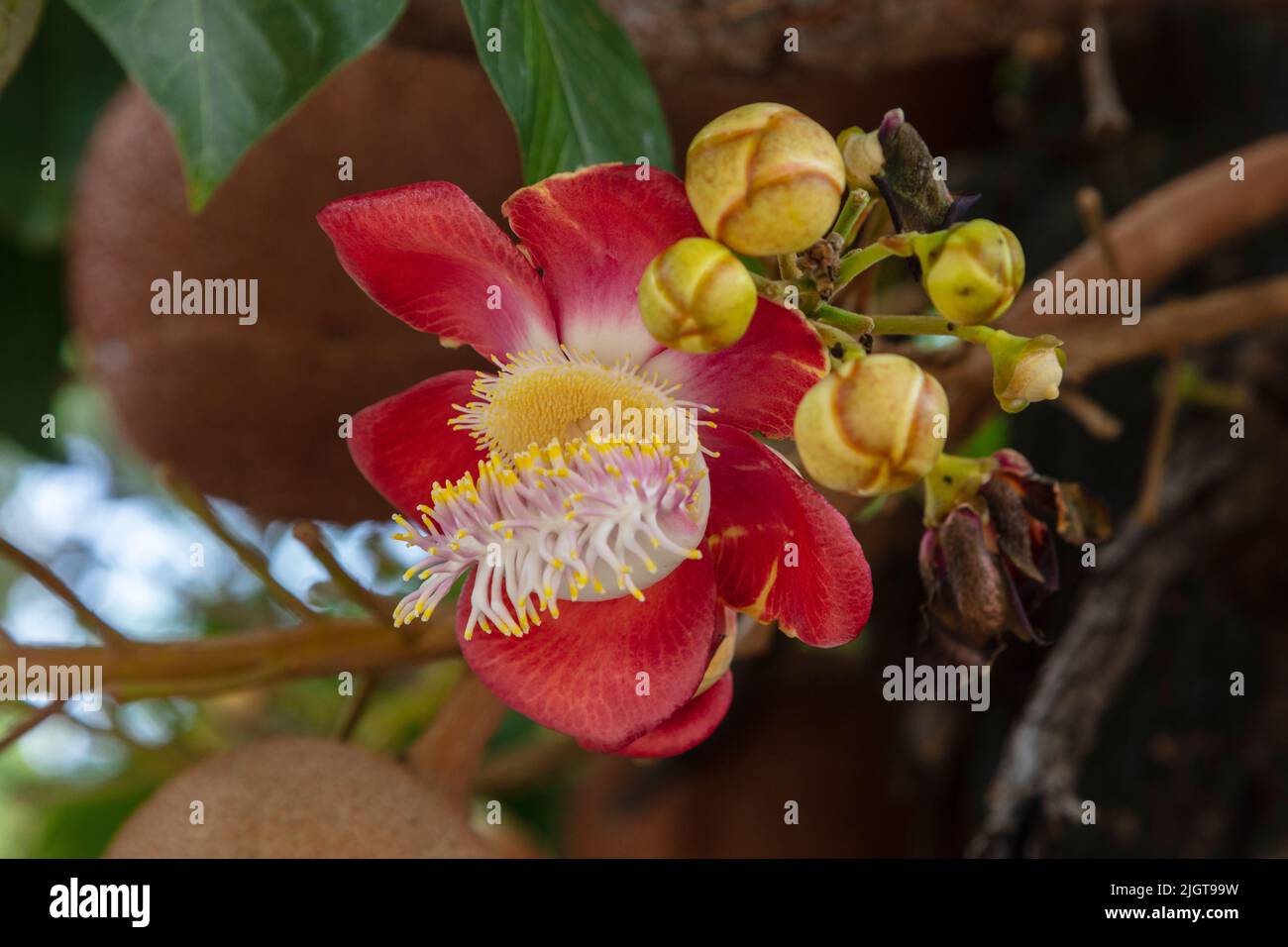 The flower of the Cannonball Tree (Couroupita guianensis) in all its glory - CHAIMN MAI, THAILAND Stock Photo