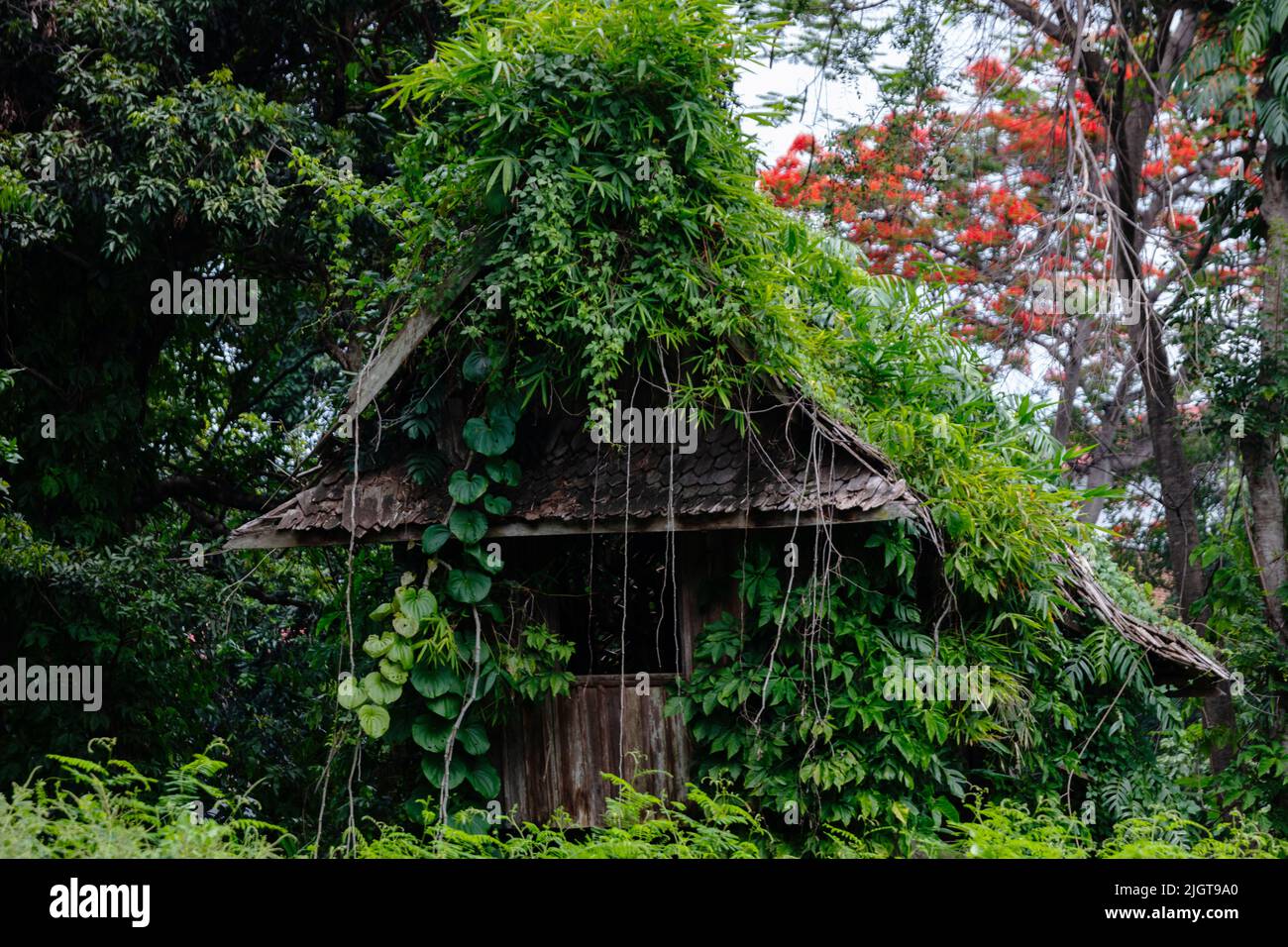 Vines cover a shack along the banks of the Ping River - CHIANG MAI, THAILAND Stock Photo