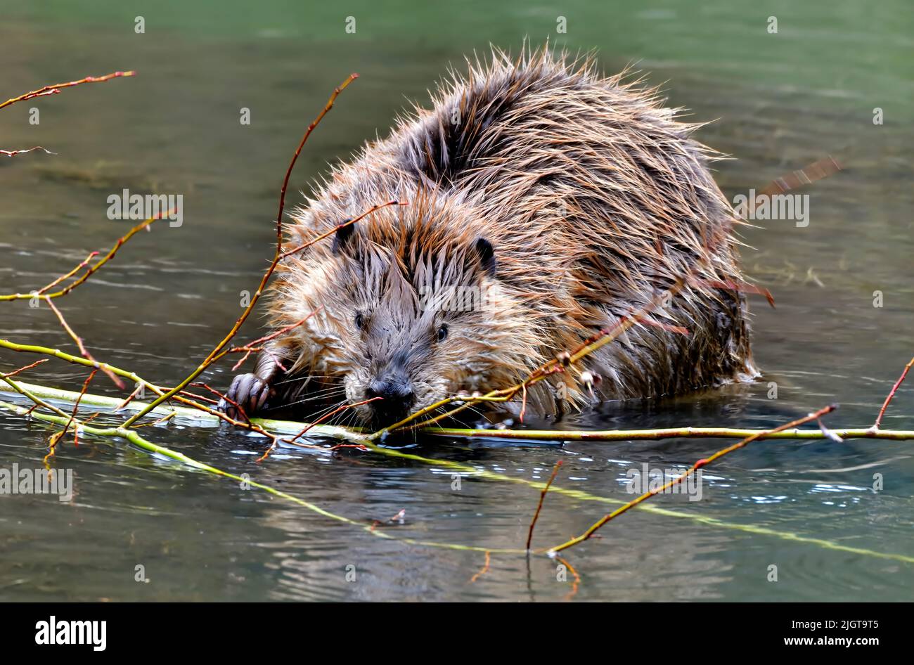 A young beaver 'Castor canadensis', feeding on a a tasty willow sapling Stock Photo