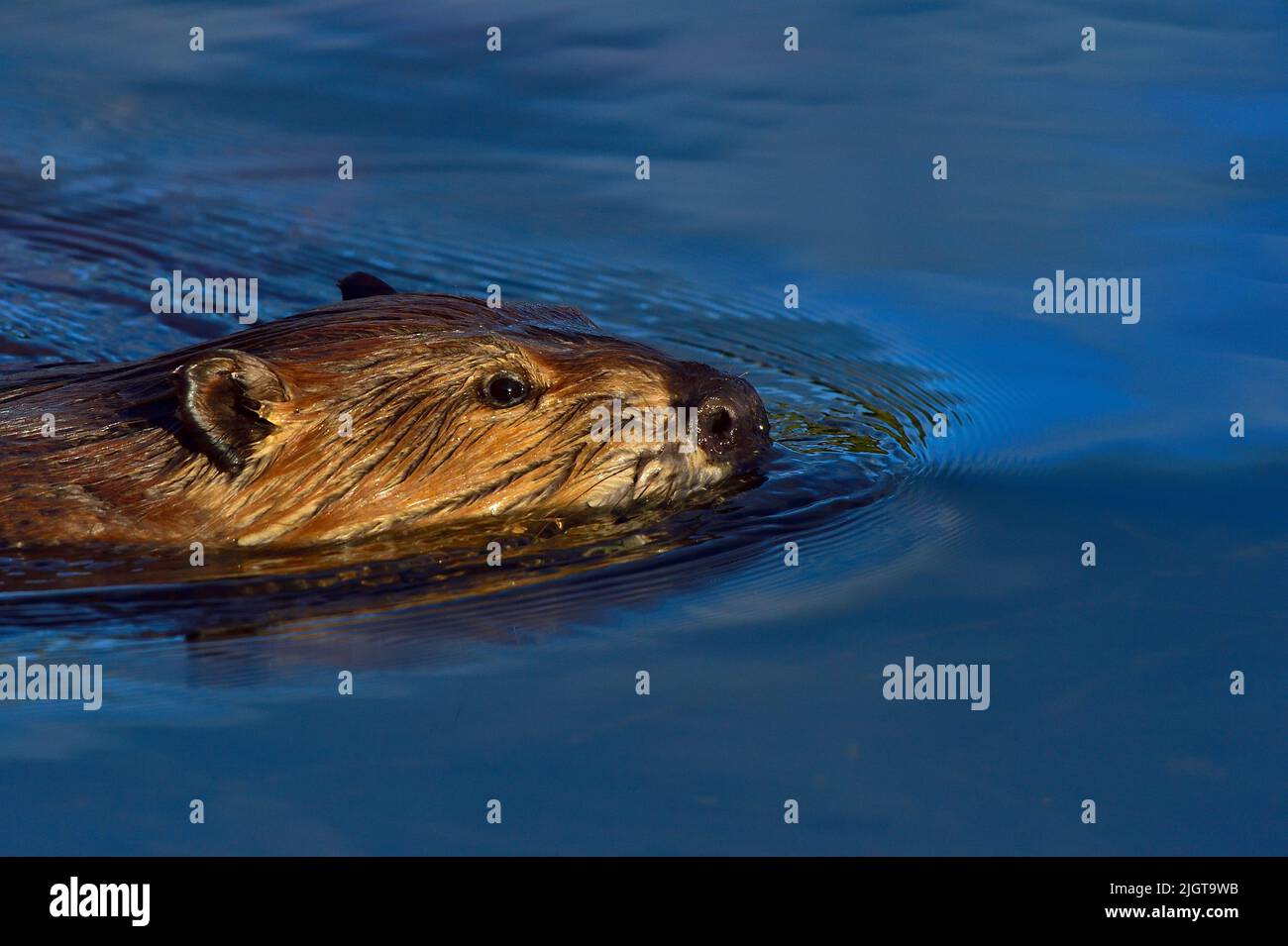 A close up side view of an adult beaver "Castor canadensis"