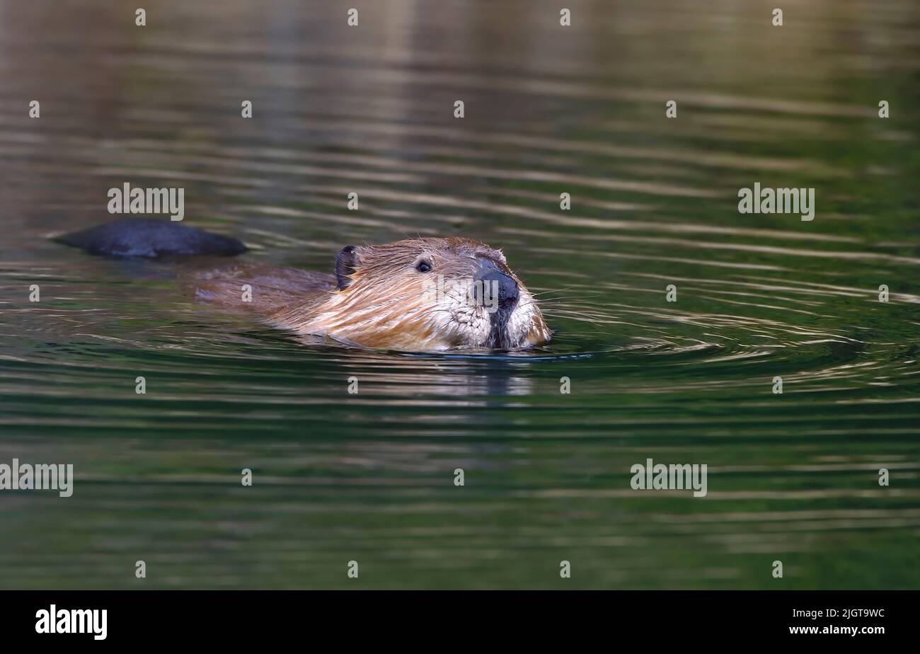 A close up view of an adult beaver 'Castor canadensis'< swimming in his beaver pond in rural Alberta Canada. Stock Photo