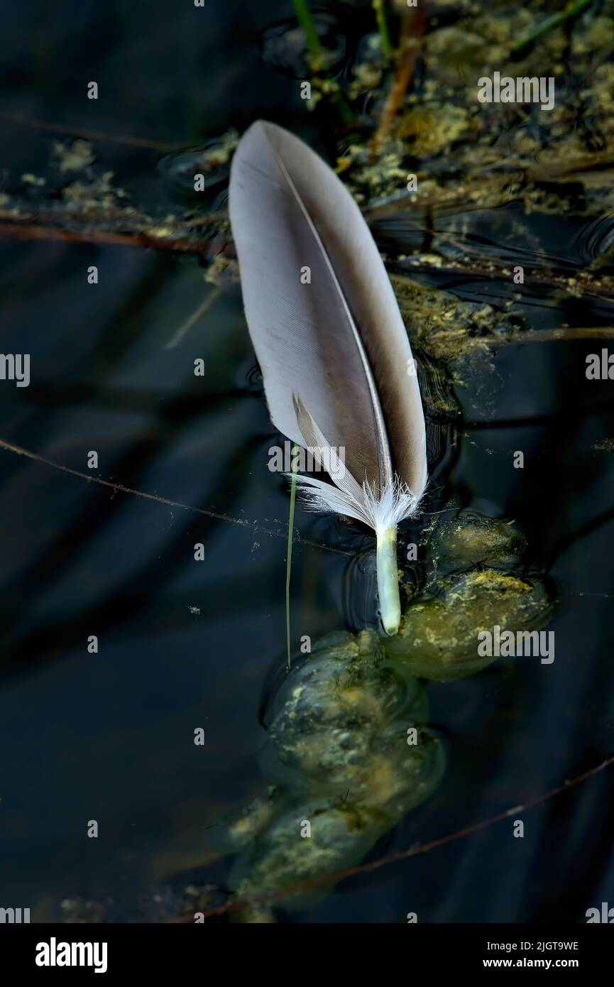 A feather from a wild duck floating on the water surface Stock Photo