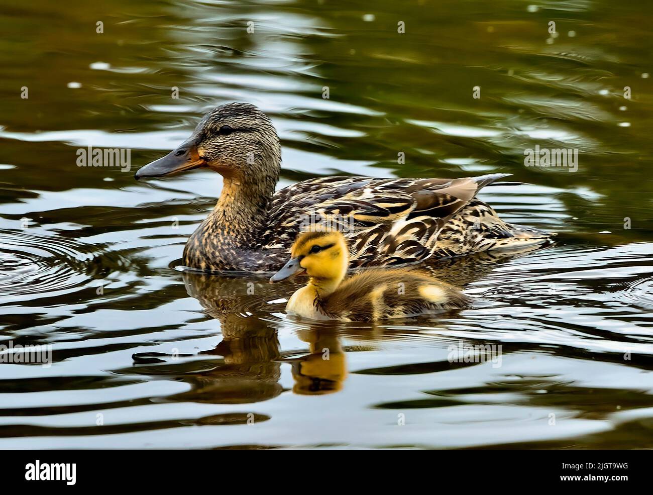 A mother mallard duck 'Anas platyrhynchos', swimming with one duckling in a calm pond Stock Photo