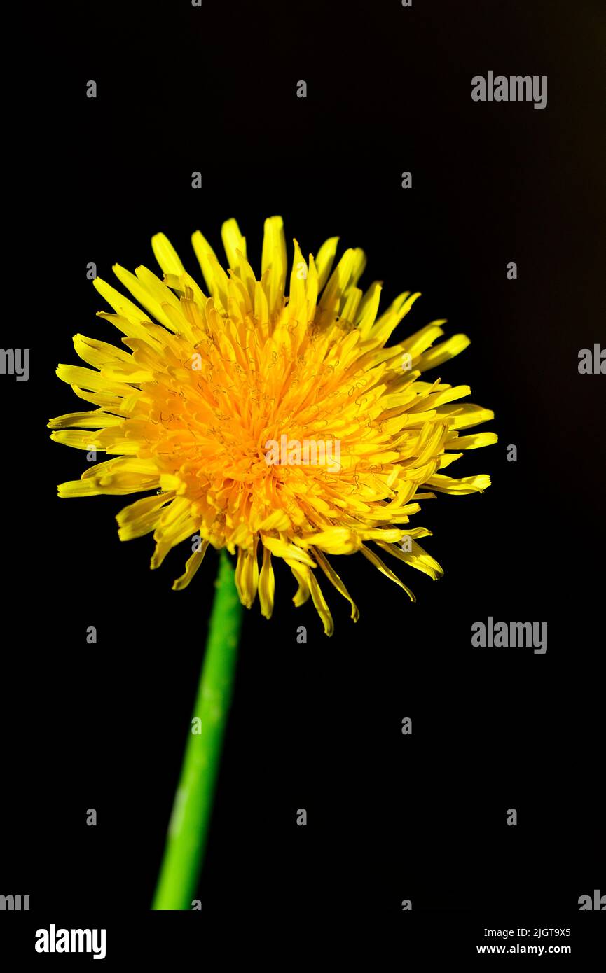 A vertical image of a single Dandelion on a dark background. Stock Photo
